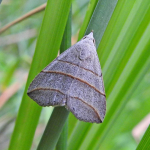 Colobochyla salicalis