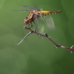 Libellula depressa