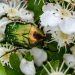 Cetonia aurata