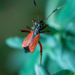 Aphanosoma italicum