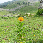 Inula grandiflora