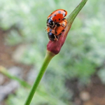 Hippodamia variegata