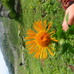 Inula grandiflora