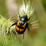 Anisoplia agricola