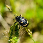 Anisoplia agricola