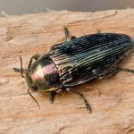 Buprestis haemorrhoidalis