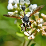 Physocephala rufipes