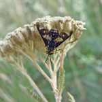 Chrysops flavipes