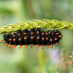 Allancastria caucasica