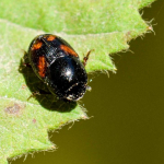 Caccobius schreberi