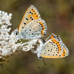 Lycaena thersamon