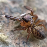 Euophrys frontalis