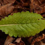 Primula woronowii