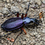 Carabus puschkini