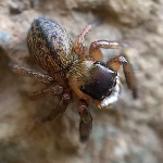 Euophrys frontalis