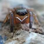 Euophrys frontalis