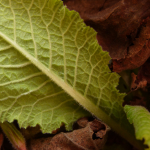 Primula woronowii