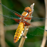 Libellula depressa