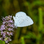 Celastrina argiolus