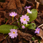 Primula woronowii