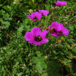 Geranium psilostemon