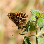 Polyommatus corydonius