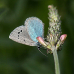 Polyommatus coelestina