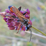 Palmodes strigulosus