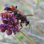 Palmodes strigulosus