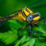 Gomphus schneiderii