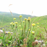 Helichrysum polyphyllum