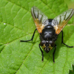 Mesembrina meridiana