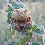 Araneus grossus