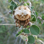 Araneus grossus