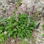 Stachys balansae