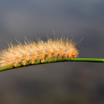 Diaphora mendica