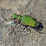 Cicindela campestris