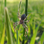 Philodromus emarginatus