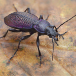 Carabus adamsi