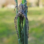 Philodromus emarginatus