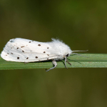 Spilosoma lubricipeda