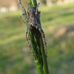 Philodromus emarginatus