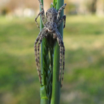 Philodromus emarginatus