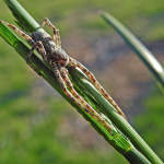 Philodromus emarginatus