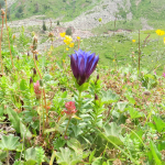 Gentiana septemfida