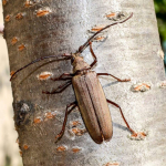 Aegosoma scabricorne