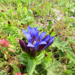 Gentiana septemfida