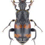 Nicrophorus vespillo