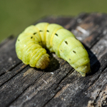 Noctua pronuba