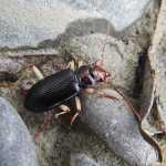 Nebria picicornis